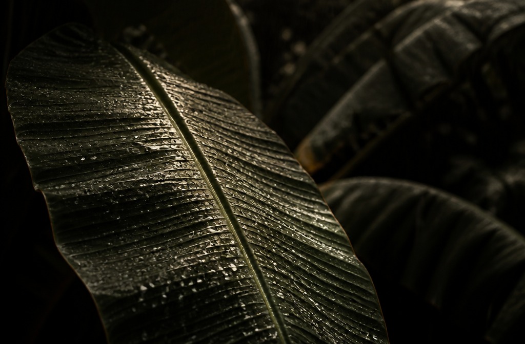 Tropical banana leaves in Bali monsoon rain highlighting the climate impact on property maintenance